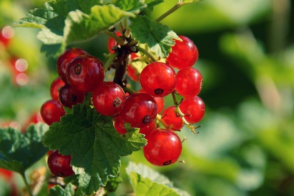 Сайты где купить наркотики