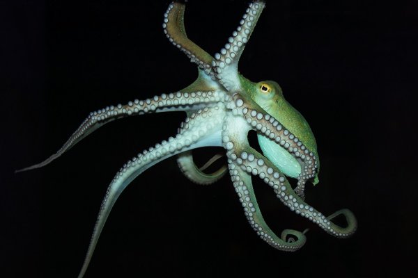 Площадка кракен kraken dark link