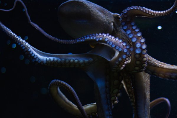 Kraken ссылка зеркало рабочее