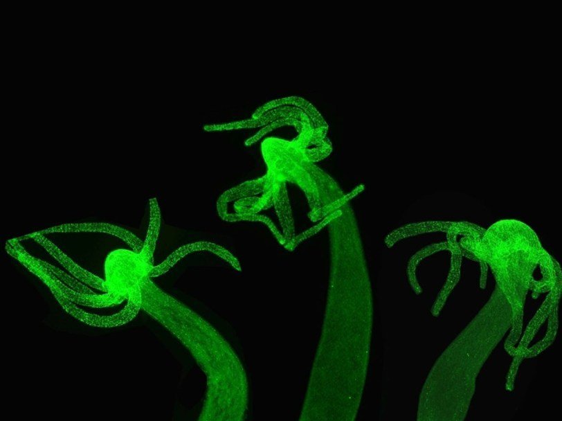 Kraken рабочее зеркало
