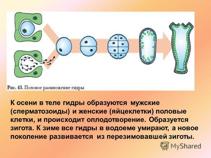 Что за площадка кракен
