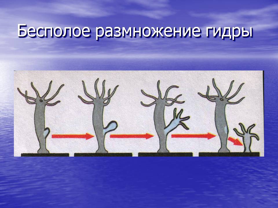 Даркнет сайт скачать
